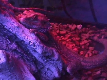 bearded dragons