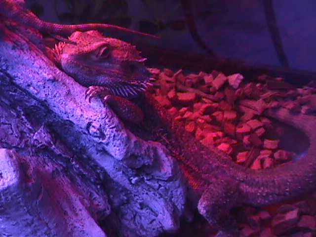 bearded dragons