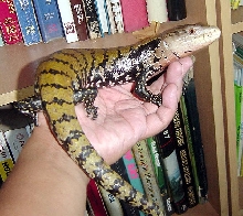 Tiliqua Gigas