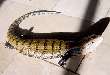Tiliqua Gigas