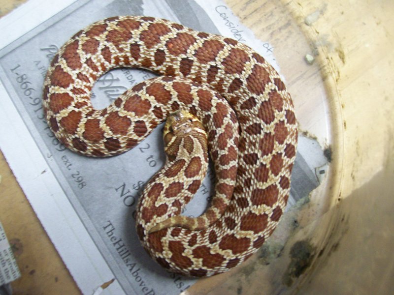 red het