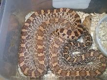 hypo bull Midland county Texas