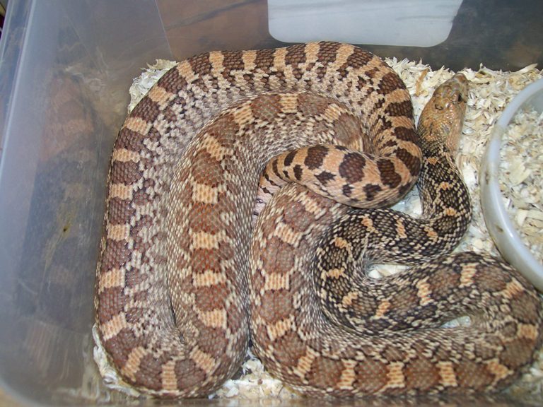 hypo bull Midland county Texas