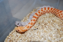 male lavender female albino