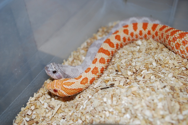 male lavender female albino