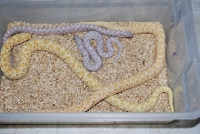 Male lavenders with female yellow albinos