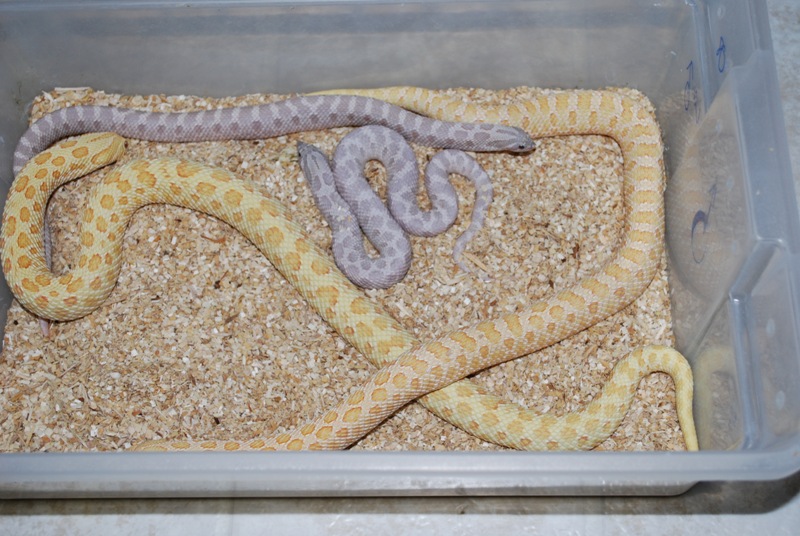 Male lavenders with female yellow albinos