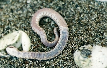 unknown ventral