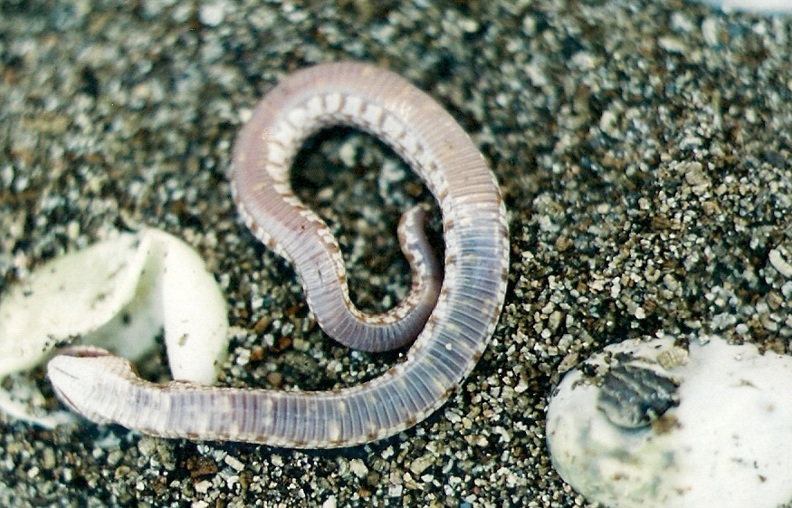 unknown ventral