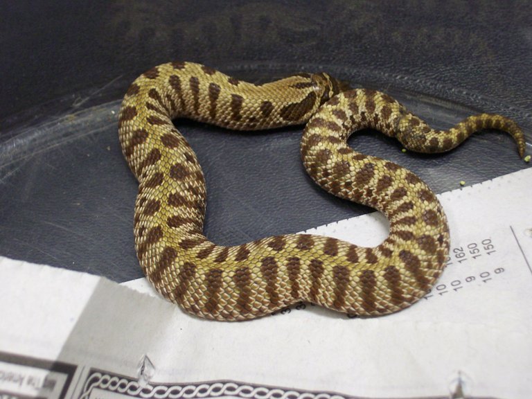 different morph red western hognose