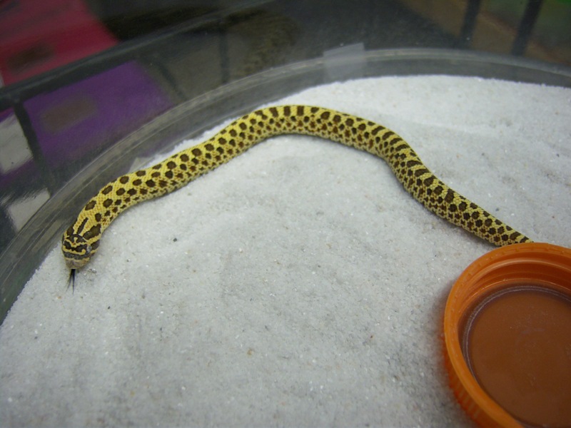 yellow glow female