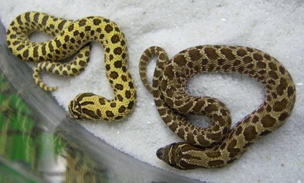 yellow glow comparison 2
