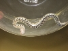yellow glow ventral