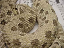"true" blonde western hognose