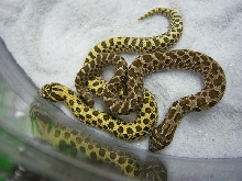 Yellow glow comparison
