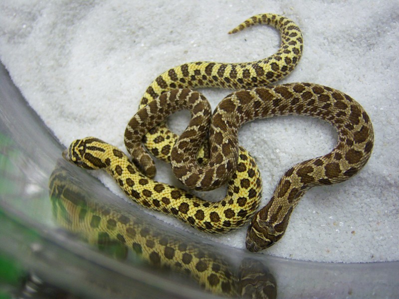 Yellow glow comparison