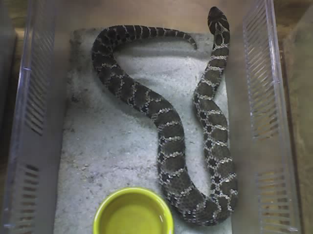 mocha female