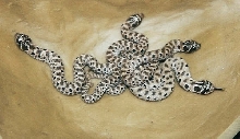 Mexican Hognose Group