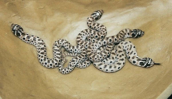 Mexican Hognose Group