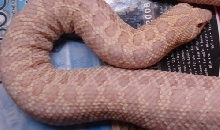 pink female