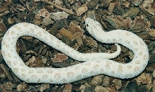 pastel hypo