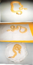 xanthic atrox?
