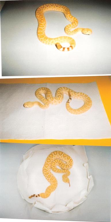xanthic atrox?