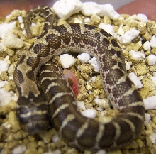 50/50 Spider Western Hognose