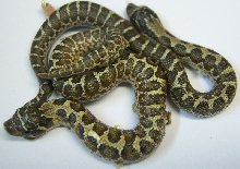 Spider and 50/50 Western Hognose