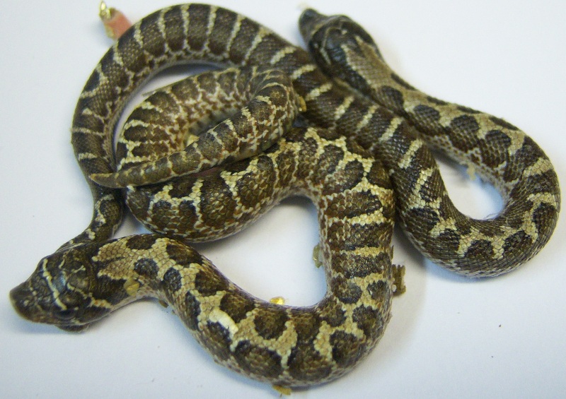 Spider and 50/50 Western Hognose