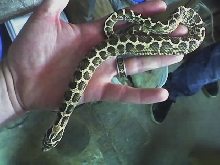spider male