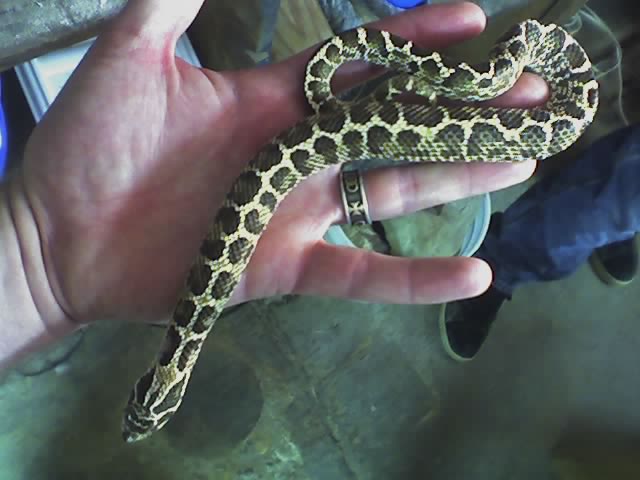 spider male