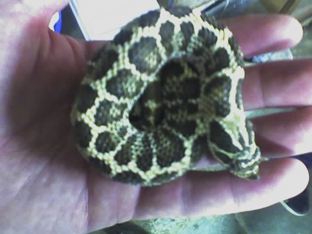 spider western hognose