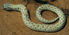 what morph?