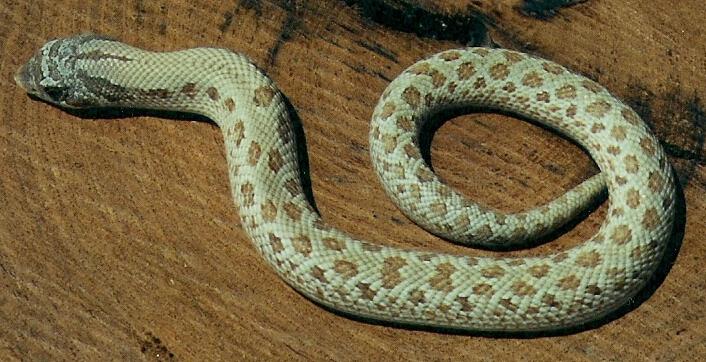 what morph?