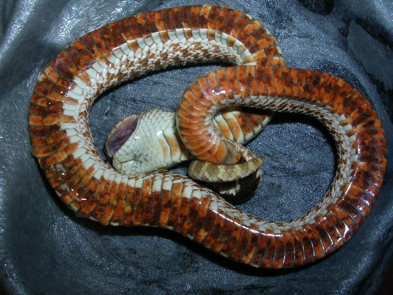 insane red belly