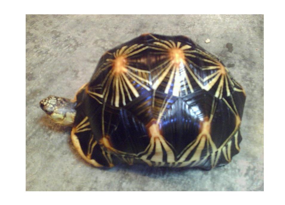 Radiated Tortoise!