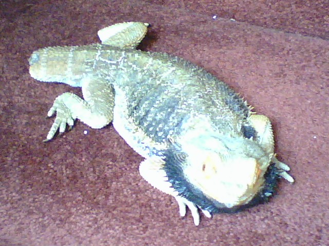 Brutus