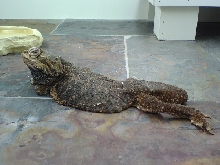 Brutus090605