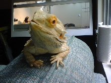 Flash on Couch