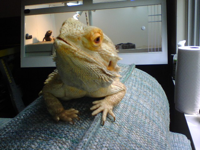 Flash on Couch