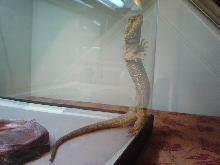 Rhea the survivor