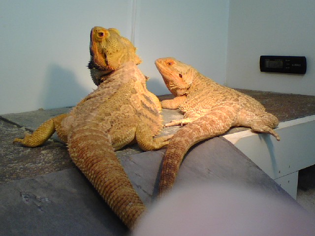 Toby & Simone 090308