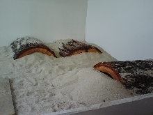 Brumation, Taylor, Amanda & Tang