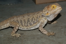 Flash at Rescue