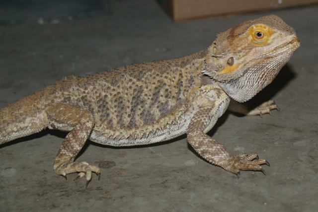 Flash at Rescue
