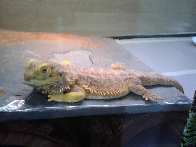 Starr
