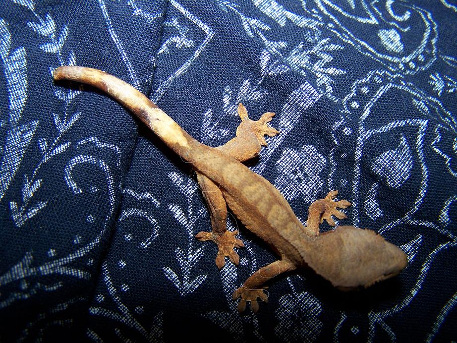 crested young one