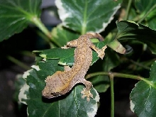 baby crested