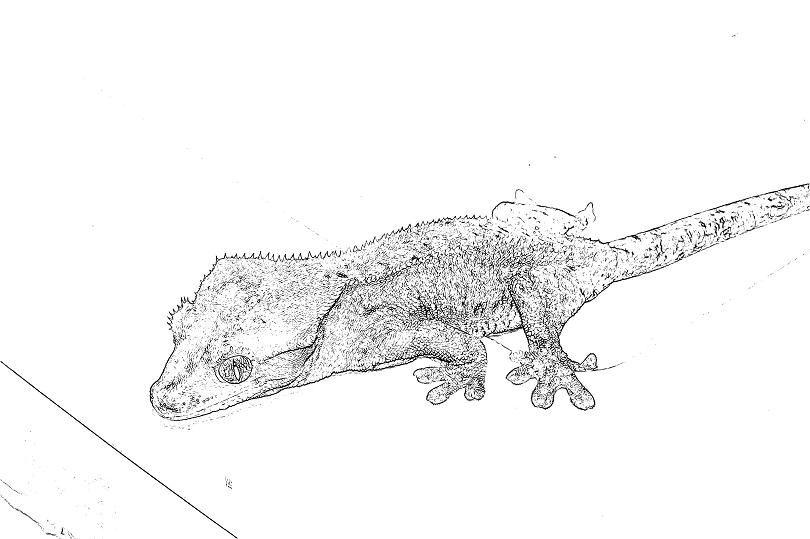 colorbook